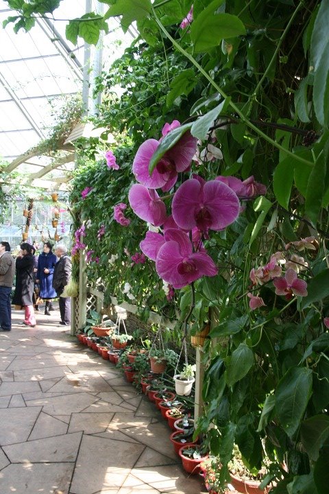 热带兰花