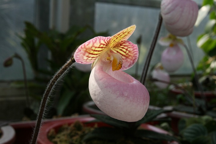 热带兰花