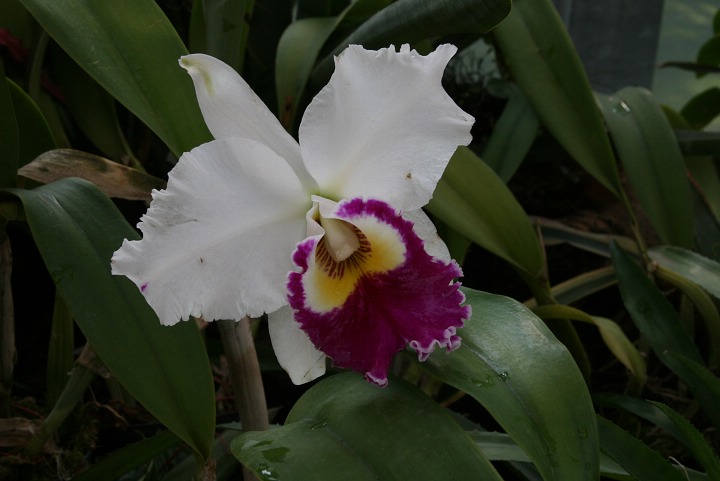热带兰花