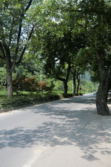 满觉陇路虎跑路口