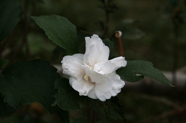 白色木槿花