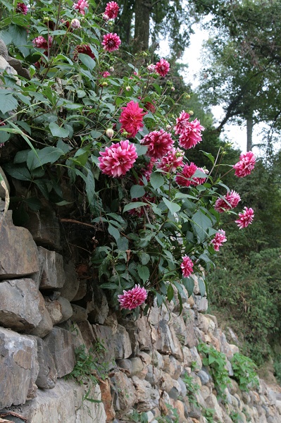 大丽花