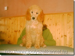 darcy