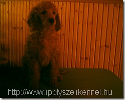 IPOLY-SZÉLI DIVA