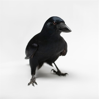 new-caledonian-crow-vince-musi 1.jpg