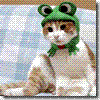 kedi