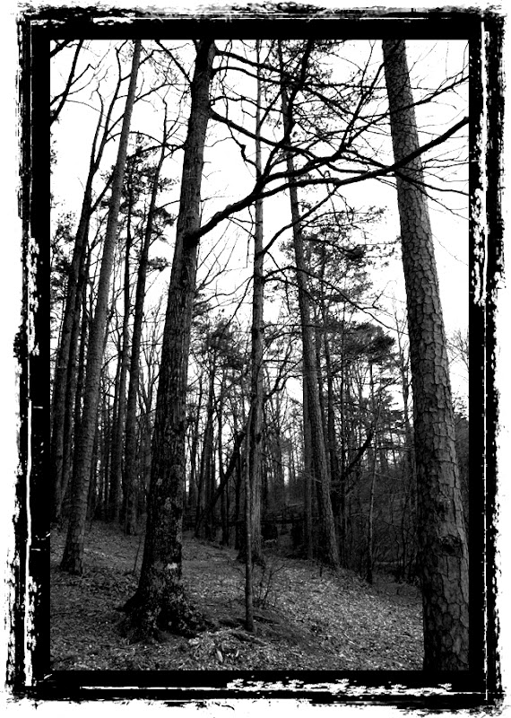 paris mountain trees ansel adams style black white photoblog whims