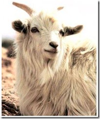 cashmere-goat