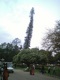 Huge christmas tree