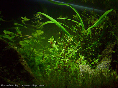 Creative Aquascapes and Nature Aquariums by Samit Roy