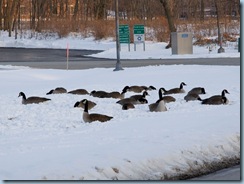 geese by graue mill2
