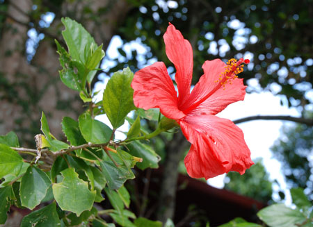 flower.jpg