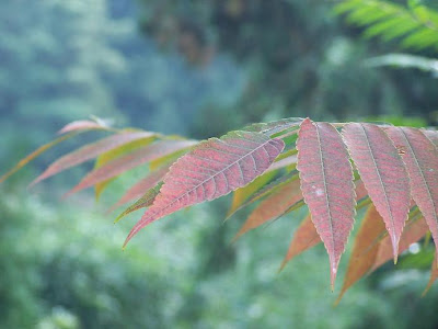两片红叶