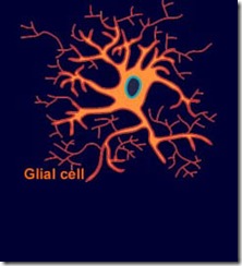 glial_cell