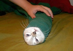 picocat.com_6