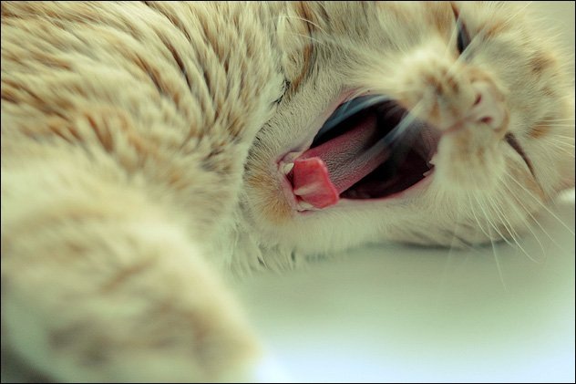 funny_cat_pictures_03