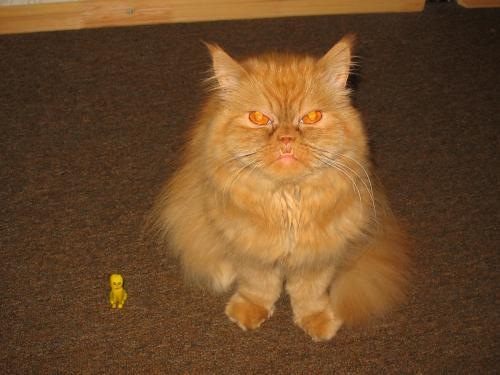 funny_cat_pictures_04