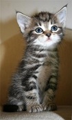 funny_cat_pictures_16