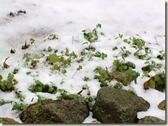 Ice Storm of 2008 008