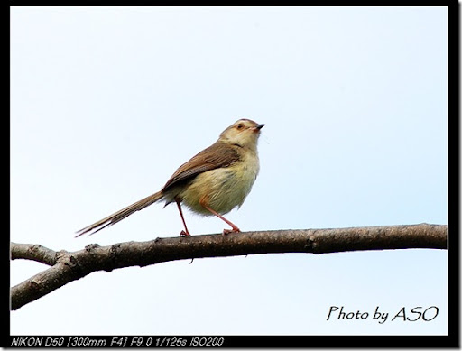 褐頭鷦鶯(田埔2007-04-13)0008