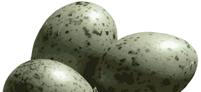 OpenOffice.org open office seagull eggs closed
