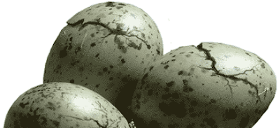 OpenOffice.org open office seagull eggs cracked