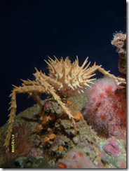 SSCA0016