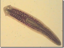 planaria