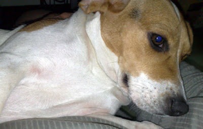 [Dog]豆豆又是一尾活龍！ - 阿祥的網路筆記本