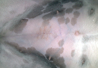 [Dog]豆豆又是一尾活龍！ - 阿祥的網路筆記本