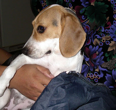 [DOG]超級破壞王－豆豆戰績記實！ - 阿祥的網路筆記本