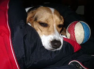 [DOG]超級破壞王－豆豆戰績記實！ - 阿祥的網路筆記本