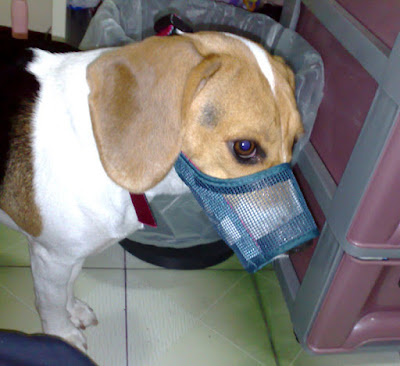 [DOG]豆豆新剋星…專用嘴套侍候！ - 阿祥的網路筆記本