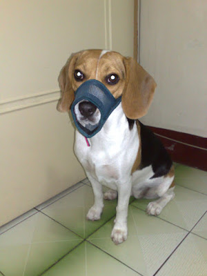 [DOG]豆豆新剋星…專用嘴套侍候！ - 阿祥的網路筆記本