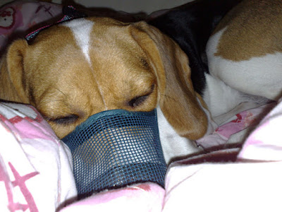 [DOG]豆豆新剋星…專用嘴套侍候！ - 阿祥的網路筆記本