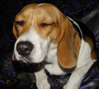 [DOG]豆豆一歲囉！可愛寫真大公開！ - 阿祥的網路筆記本