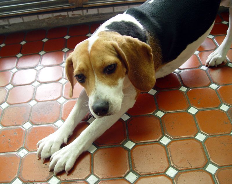 [DOG]豆豆一歲囉！可愛寫真大公開！ - 阿祥的網路筆記本