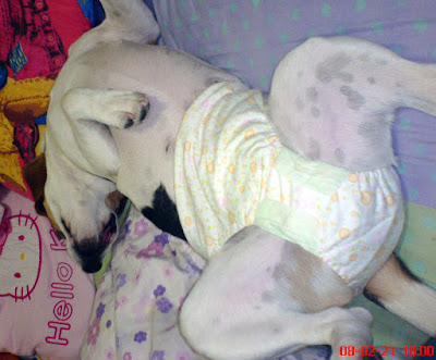 [DOG]豆豆“轉大人”囉！ - 阿祥的網路筆記本