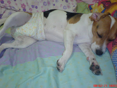 [DOG]豆豆“轉大人”囉！ - 阿祥的網路筆記本