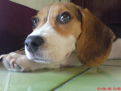 [DOG]豆豆二週大事紀！ - 阿祥的網路筆記本