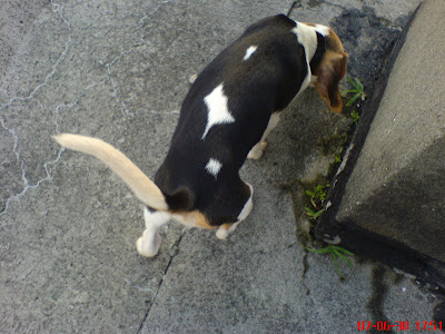 [DOG]豆豆二週大事紀！ - 阿祥的網路筆記本