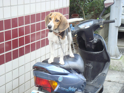 [DOG]豆豆小日記 & 認養流浪狗需知！ - 阿祥的網路筆記本