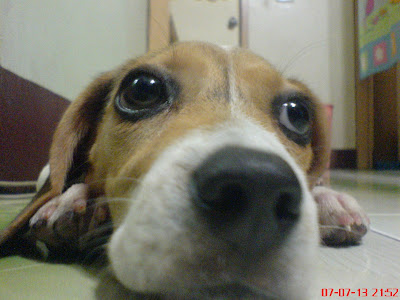 [DOG]第四週的豆豆生活紀實！ - 阿祥的網路筆記本