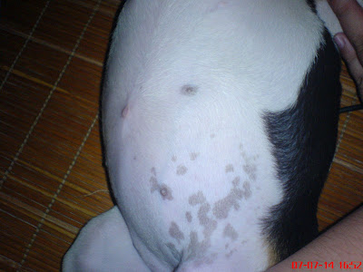 [DOG]第四週的豆豆生活紀實！ - 阿祥的網路筆記本