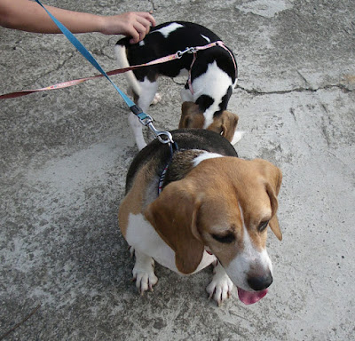 [DOG]快樂豆豆散步趣！ - 阿祥的網路筆記本