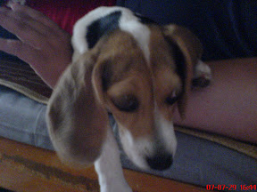 [DOG]豆豆…趕快好起來吧！ - 阿祥的網路筆記本