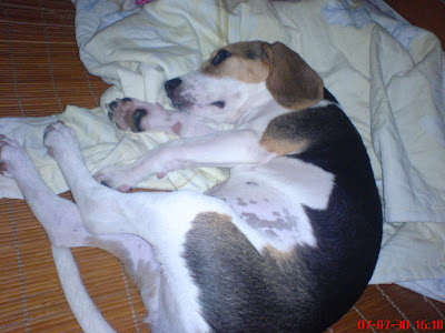 [DOG]豆豆小週記：目前恢復率70%！ - 阿祥的網路筆記本