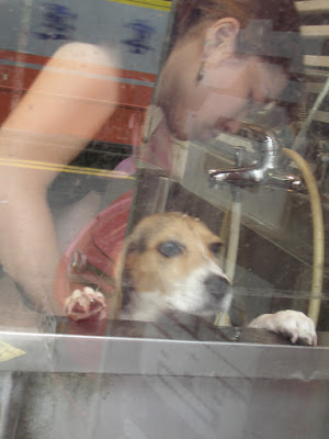 [DOG]豆豆洗澡記實！ - 阿祥的網路筆記本