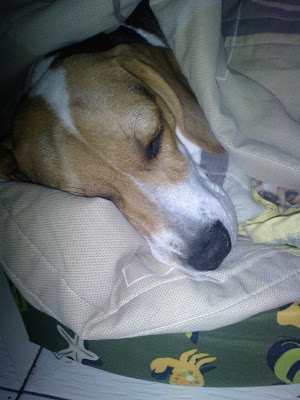 [DOG]豆豆生活小記：幼犬疫苗注射完成！ - 阿祥的網路筆記本