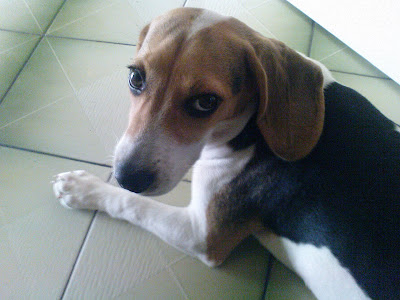 [DOG]豆豆生活小記：幼犬疫苗注射完成！ - 阿祥的網路筆記本